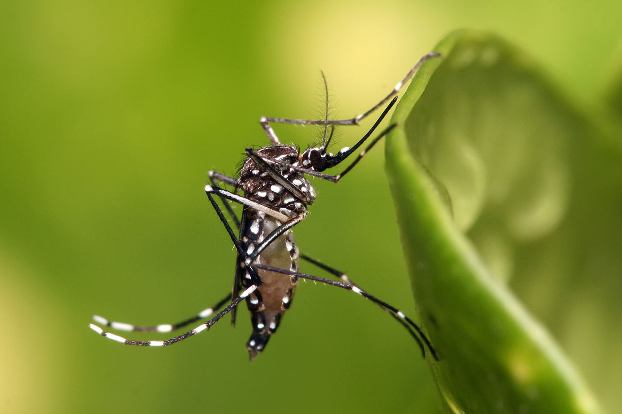 Ante la diseminación del virus Zika y otros virus, entomó...rarán en el control de mosquitos
transmisores de enfermedades